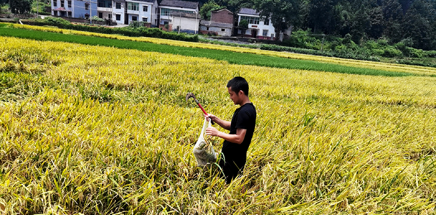 采集水稻樣進行檢測