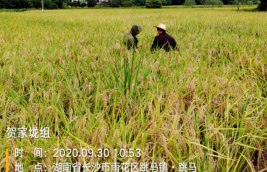 2020年湖南雨花區政府 采購項目實施后采樣