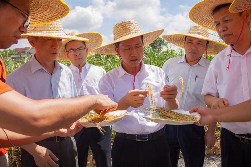 領(lǐng)導(dǎo)視察項目實施情況了解水稻長勢與水稻谷粒飽滿情況