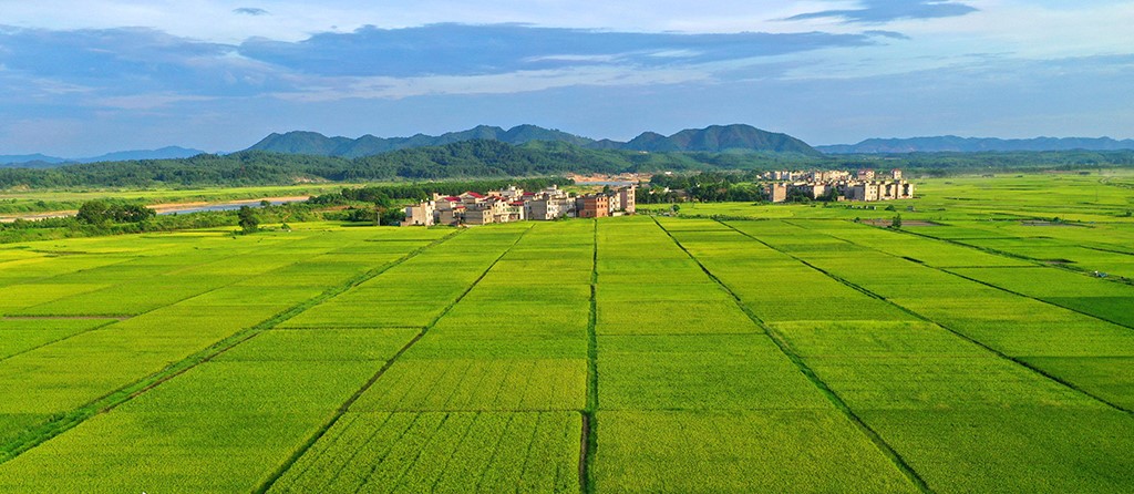 高標準農田場景